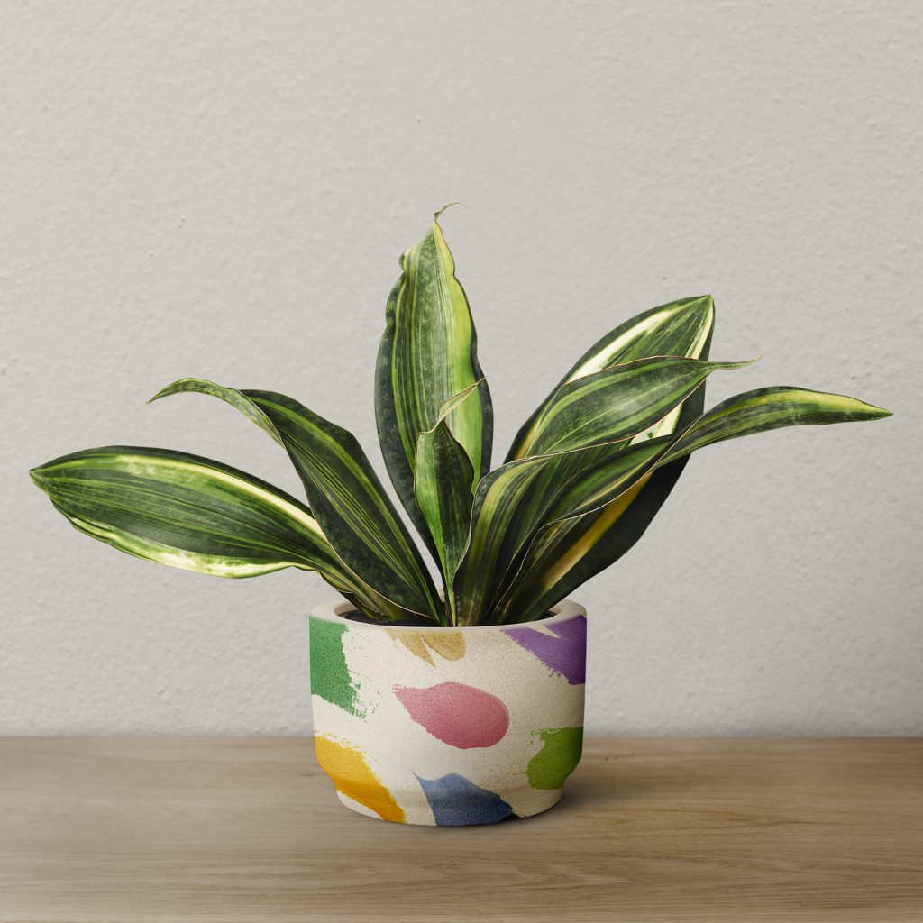 Ceramic Pots in Thrissur